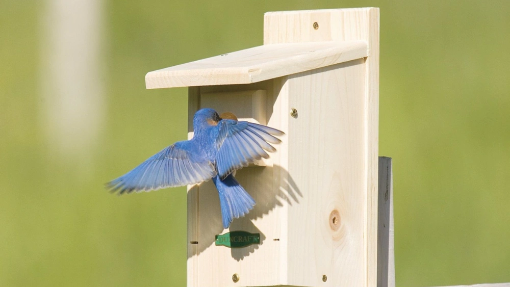 How to Build an Eastern Bluebird House: Easy Steps for Success