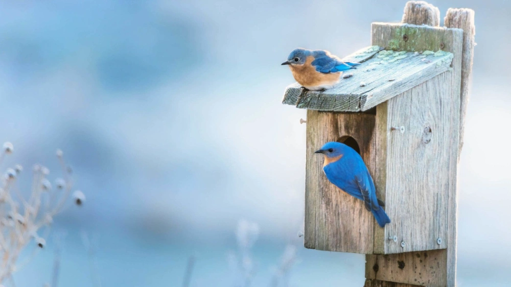 How to Place a Bluebird House: Expert Tips for Perfect Placement