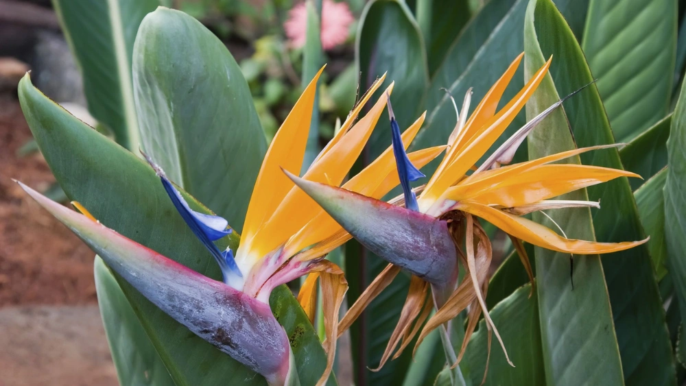 How to Treat Bird of Paradise Plant: Expert Care Tips Revealed
