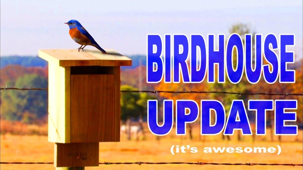 How Far Apart to Space Bluebird Houses: Expert Spacing Tips