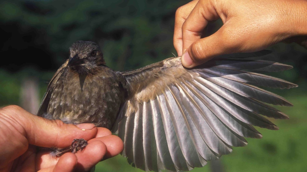 How Does Habitat Change Affect Bird Wings: Surprising Adaptations Revealed