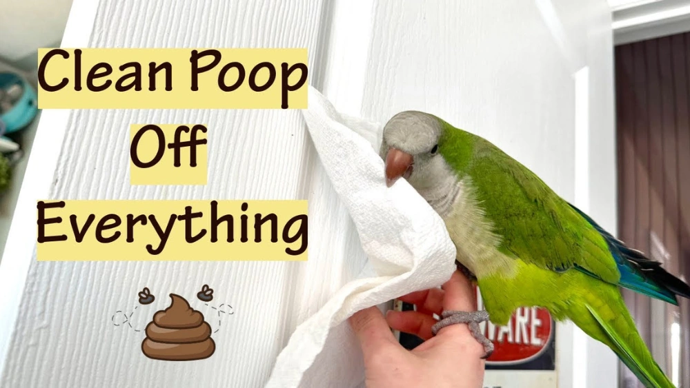 How to Get Bird Poop off Your Clothes: Quick & Easy Solutions