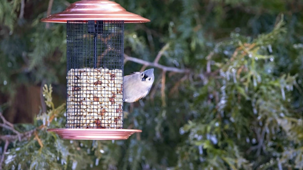 How to Keep Bird Feeder from Swinging in Tree: Easy Fixes That Work