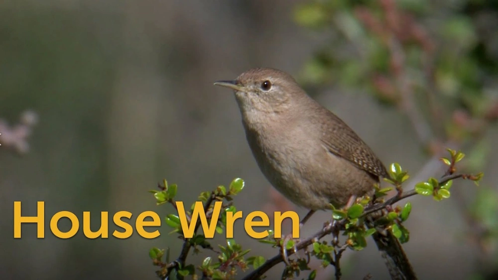 How Far Apart to Space Wren Houses: Ultimate Spacing Guide