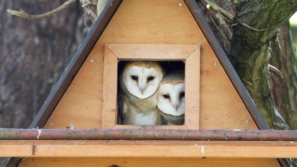 How to Build the Owl House in Minecraft: Ultimate Step-by-Step Guide
