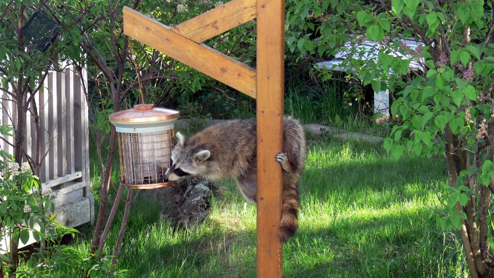 Best Raccoon Guard for Bird Feeder Pole: Top Pest-Proof Baffles Reviewed