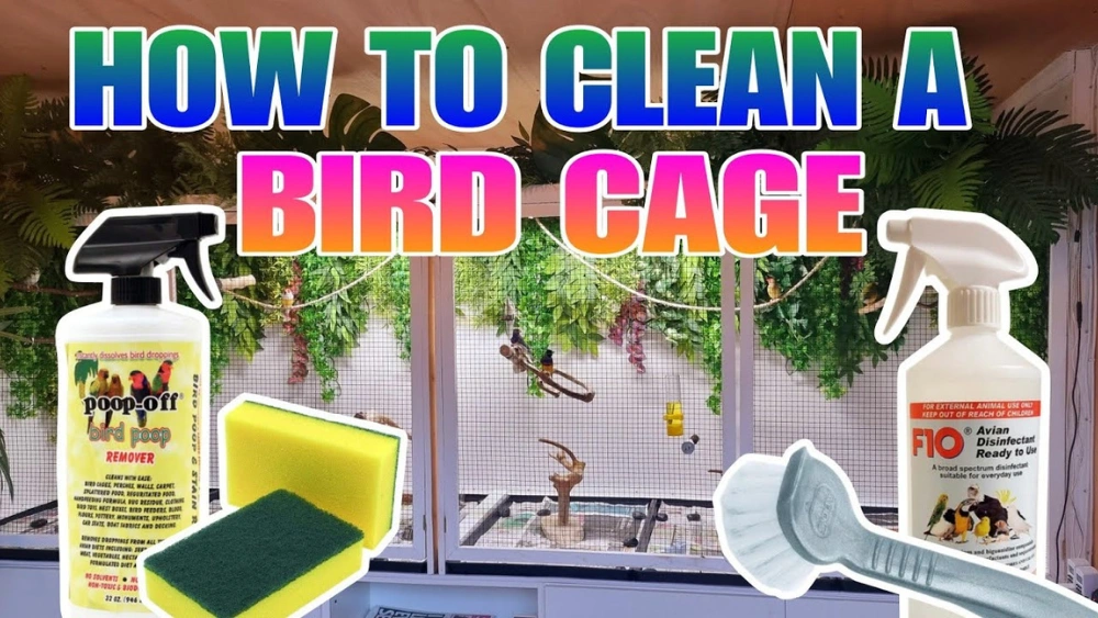 Best Bird Cage Cleaners for Easy, Safe, and Quick Mess Removal