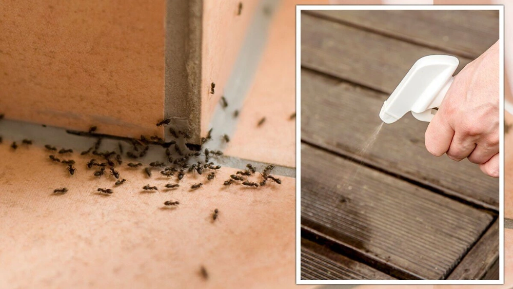 How to Get Rid of Ants in Bird Cage: Effective Tips That Work