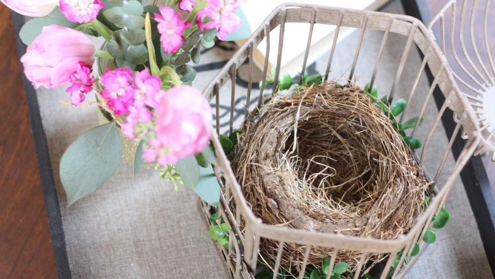 How to Preserve a Bird Nest: Essential Tips for Lasting Beauty