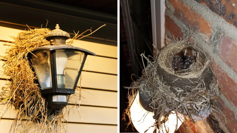 Can You Remove a Birds Nest from Your House? Safe & Legal Tips