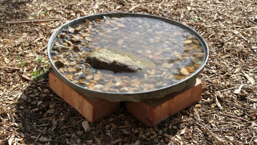 Can You Put Rocks in a Bird Bath? Essential Tips Revealed