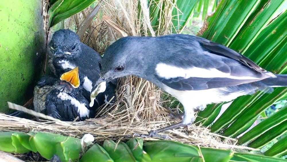 How Long Until Baby Birds Leave the Nest: Essential Timeline Guide