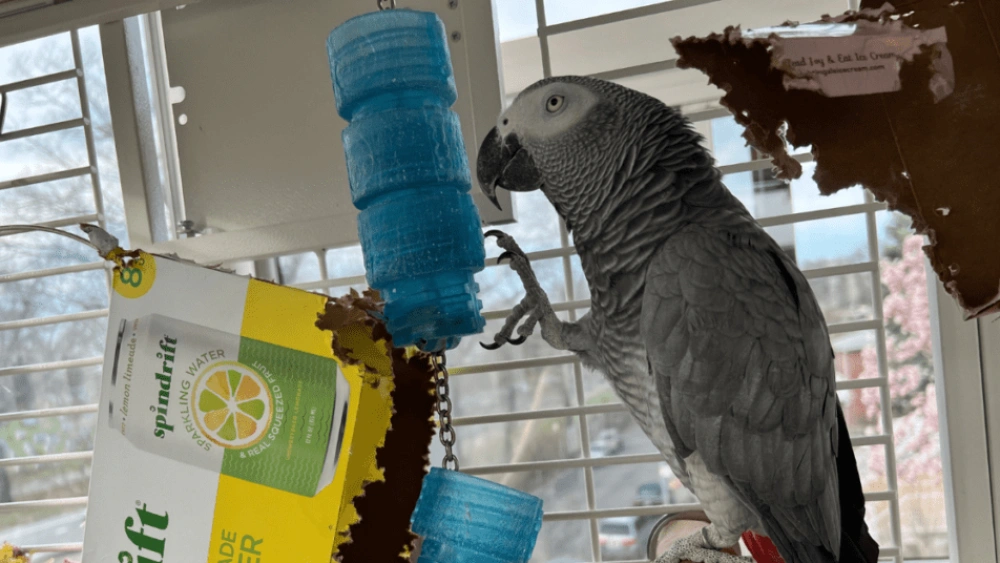 How to Make Foraging Toys for Small Birds Youtube: Easy DIY Fun