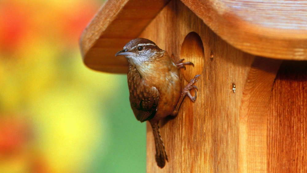 Can You Move a House Wren Nest? Essential Tips & Legal Facts