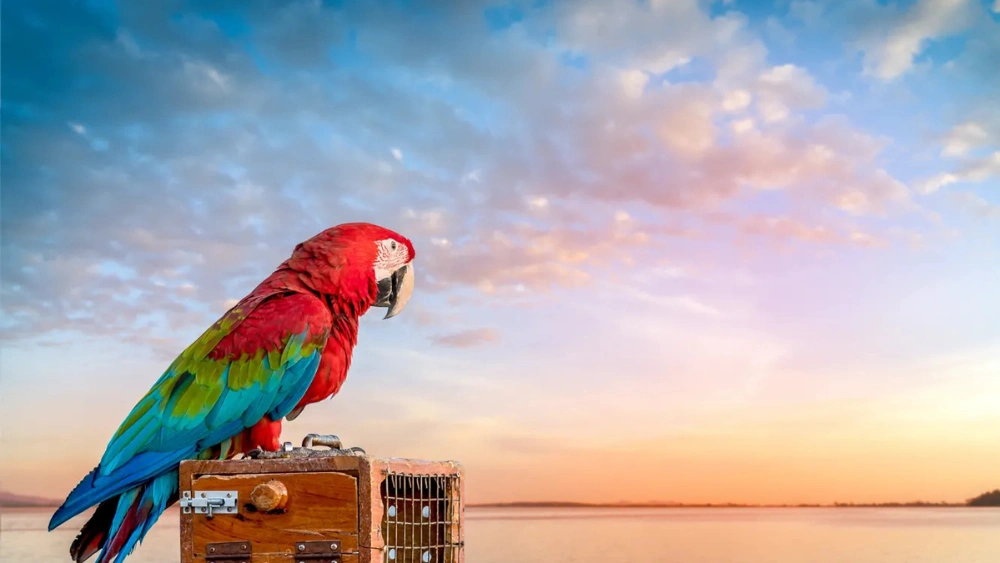 Can I Bring My Pet Bird With Me to Mexico: Essential Travel Tips