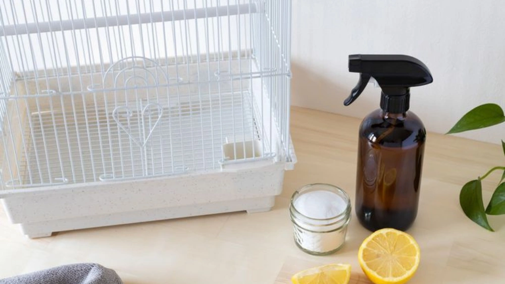 How to Keep Floor Clean under Bird Cage: Easy Tips That Work