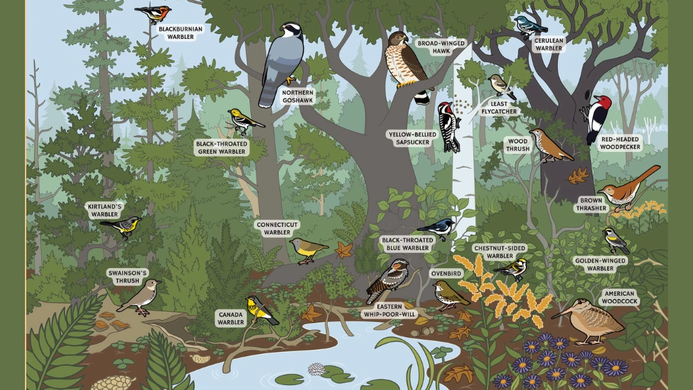 How to Improve Bird Habitats: Essential Tips for Thriving Wildlife