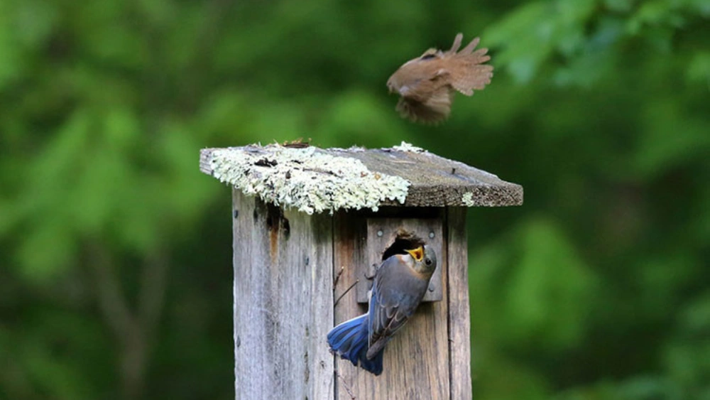 How to Keep House Wrens Out of Bluebird Boxes: Effective Tips