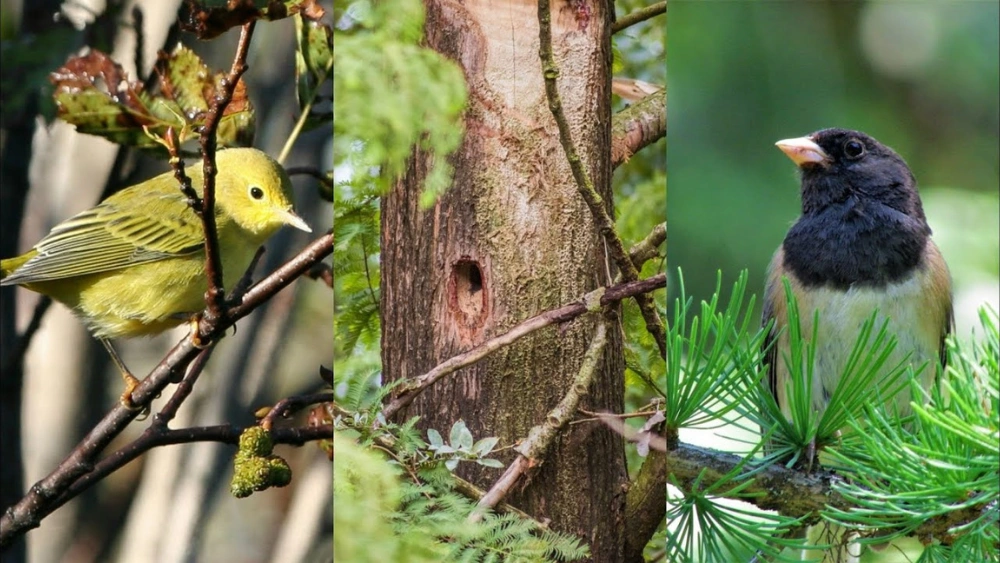 What are Birds Habitats: Discover Diverse and Vital Ecosystems