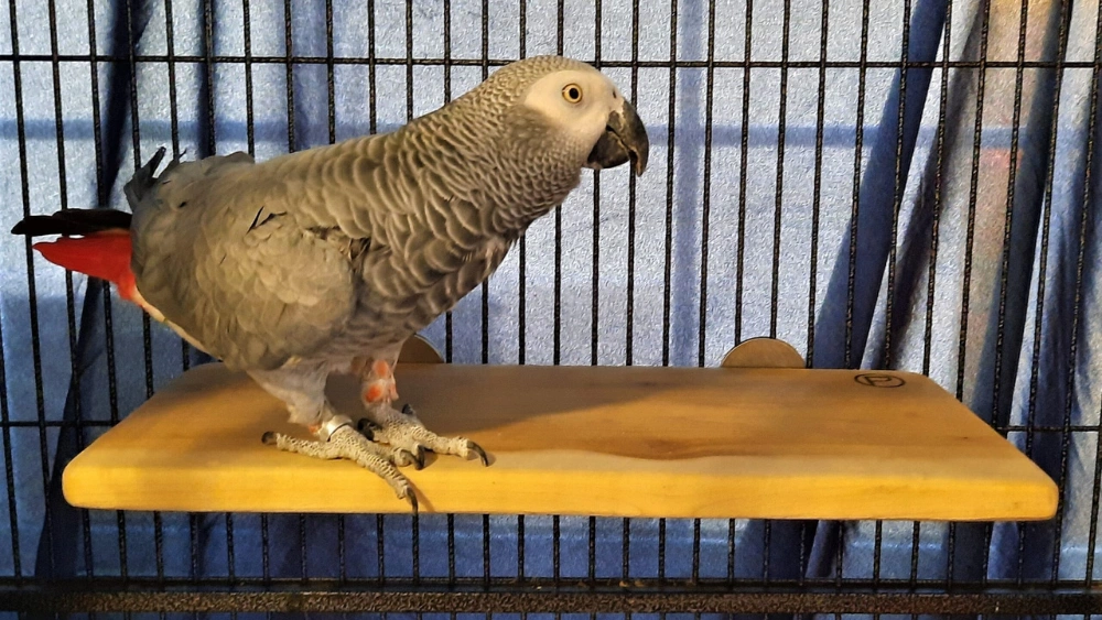 Best Bird Diapers for African Grey Parrots: Top Reusable Flight Suits