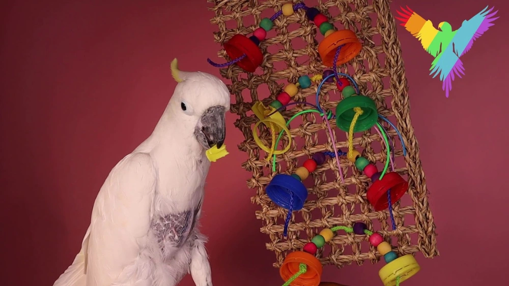 Best Bird Toys for Eclectus: Top Durable and Fun Parrot Chew Toys