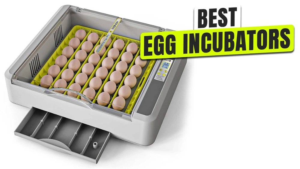Best Rated Incubators for Easy and Successful Egg Hatching