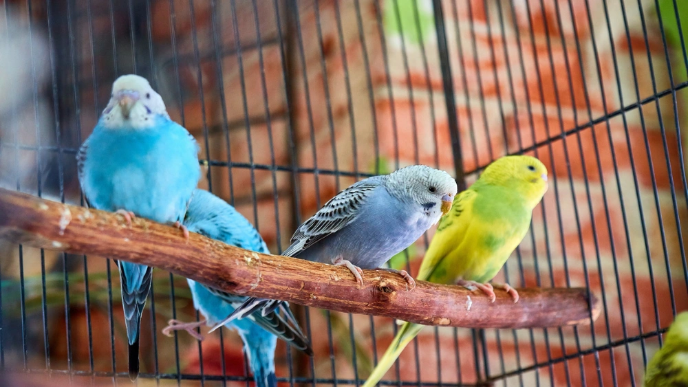 Best Eco-Friendly Bird Perches for Comfortable and Natural Bird Care
