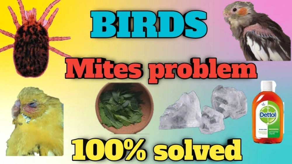 How to Treat Mites on Birds: Effective and Safe Solutions