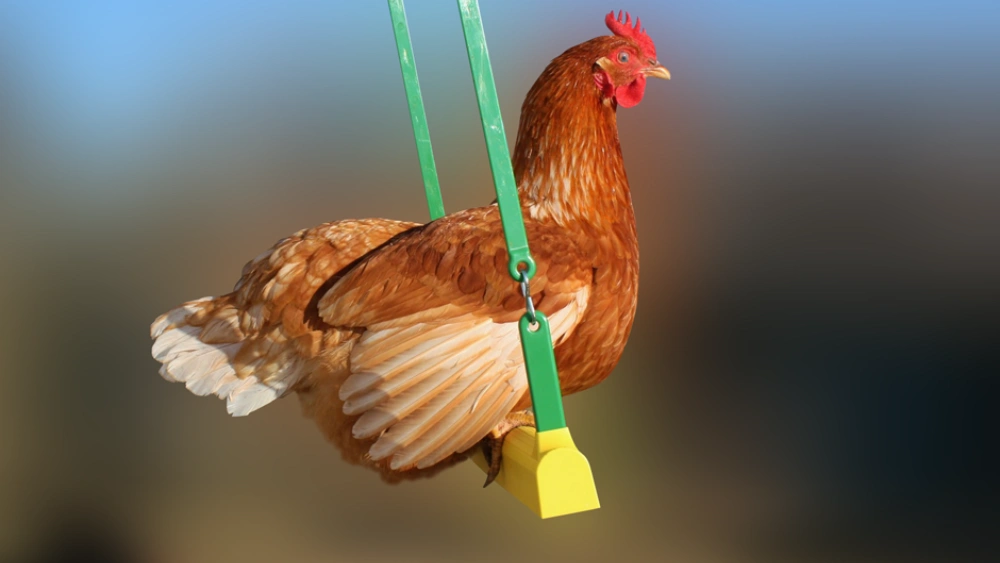Do Chickens Like Bird Swings? Surprising Facts Revealed!