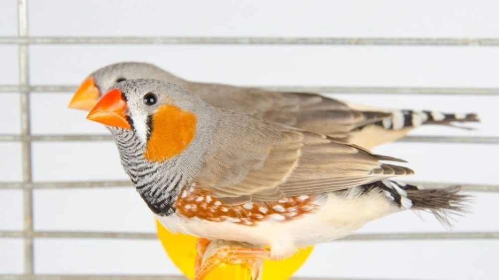Best Bird Perches for Finches: Top Natural Wood and Sanded Stands