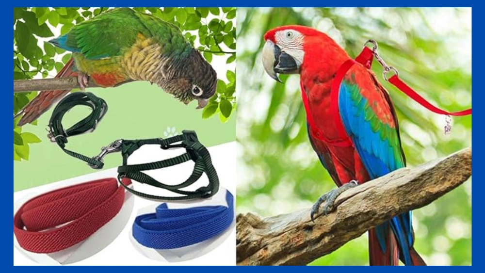 How to Put Aviator Harness on Bird: Easy Steps for Safety & Comfort