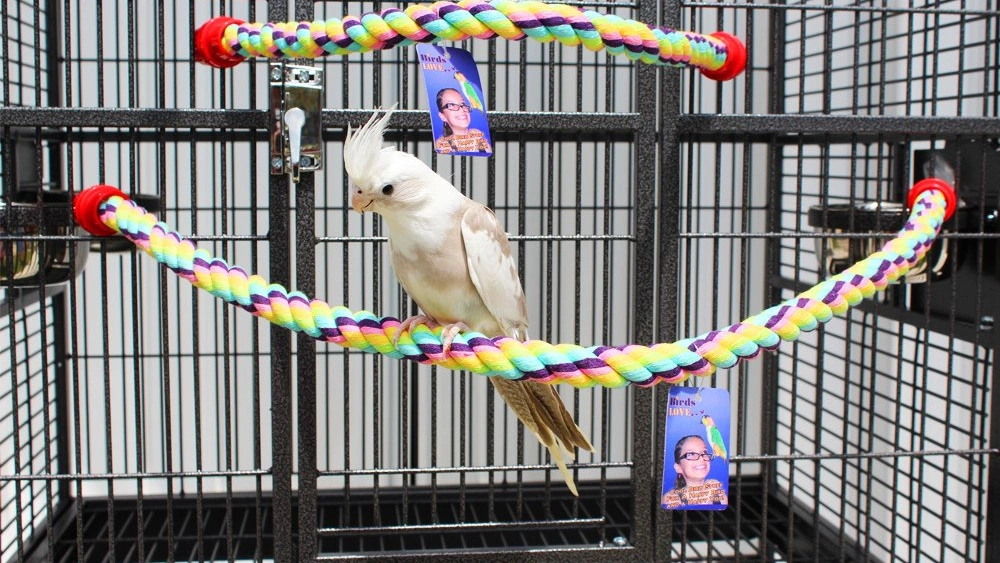 Best Durable Parrot Perches for Healthy, Happy, and Active Birds