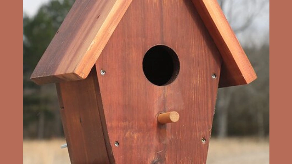 Does a Bird House Need a Perch: Essential Tips for Happy Birds
