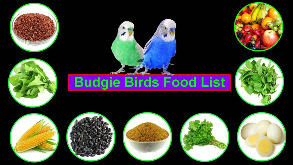 Best Bird Food for All Birds: Top Wild Bird Seed Blends Reviewed