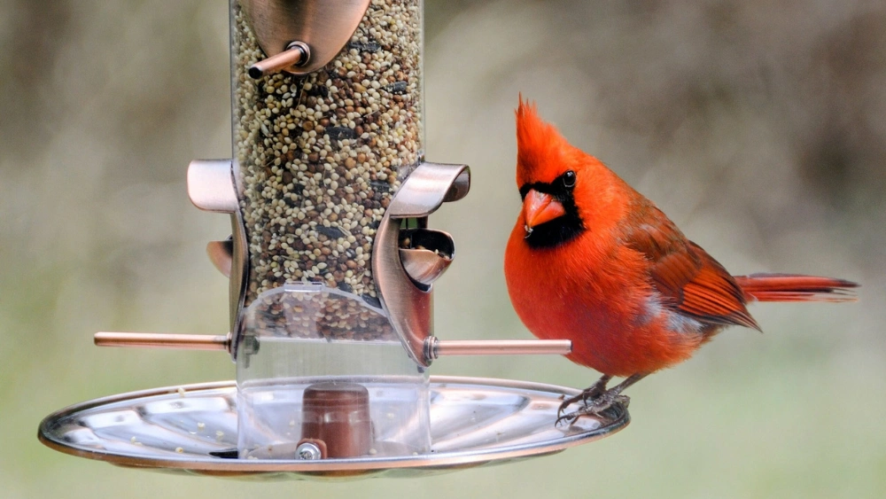 Best Bird Food for Cardinals: Top Seed Blends to Attract Cardinals