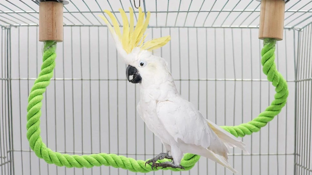 How to Make Rope Perches for Parrots: Easy DIY Guide