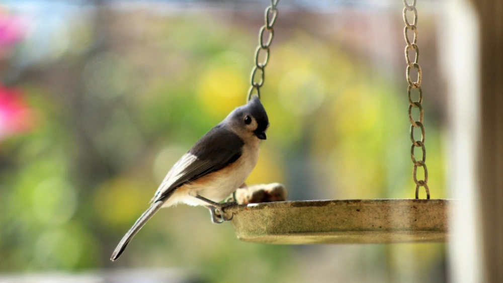 Do Birds Use Hanging Bird Baths? Discover the Surprising Truth!