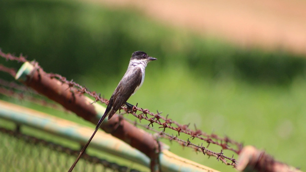How to Prevent Birds from Perching: Effective Tips That Work