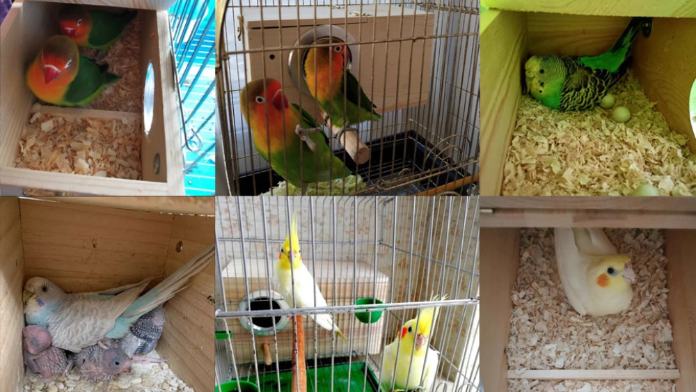 Best Bird Nesting Boxes for Parakeets, Lovebirds, and Small Birds