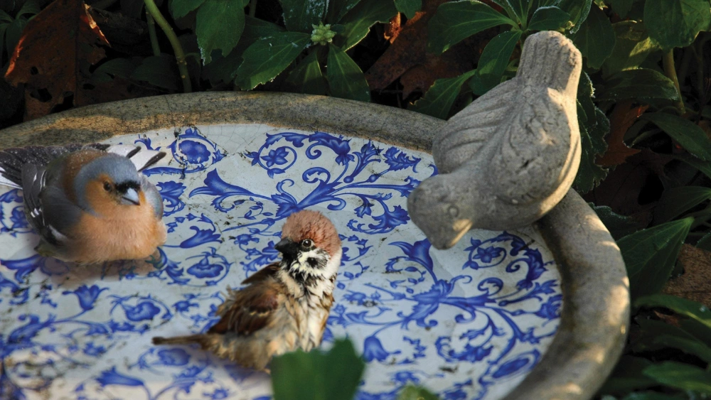 Best Ceramic Bird Bath: Top Durable and Stylish Outdoor Picks