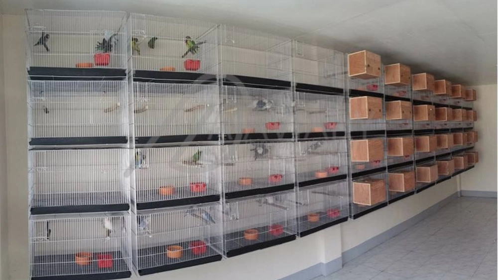 Best Finch Breeding Cages for Safe, Spacious, and Stackable Aviaries