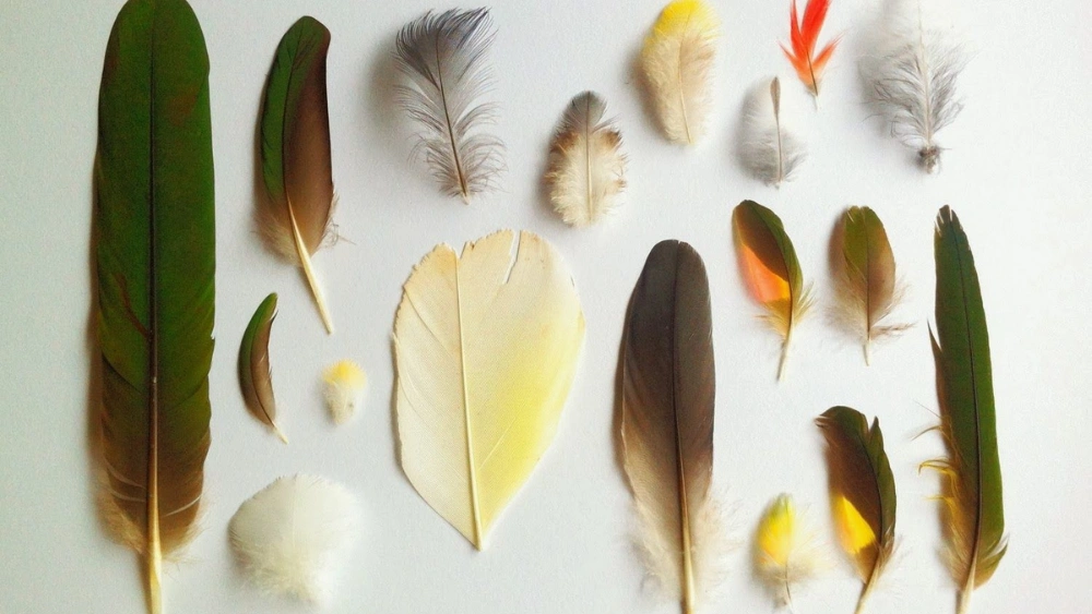 How to Treat Feather Cysts in Birds: Effective Tips & Remedies