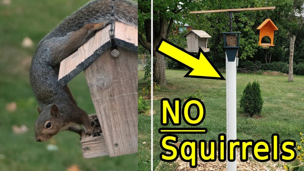 How to Keep Squirrels Out of Your Bird Feeder: Easy, Proven Tips