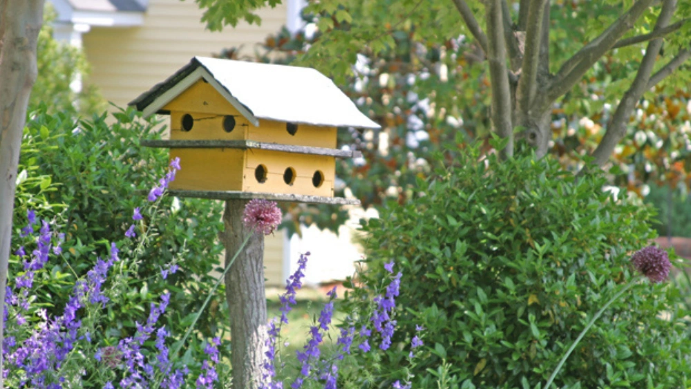How to Plant a Bird Habitat: Easy Steps for a Thriving Sanctuary