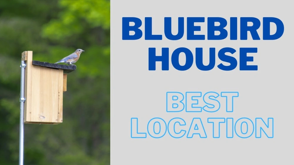 How Far off the Ground Should a Bluebird House Be: Perfect Height Tips