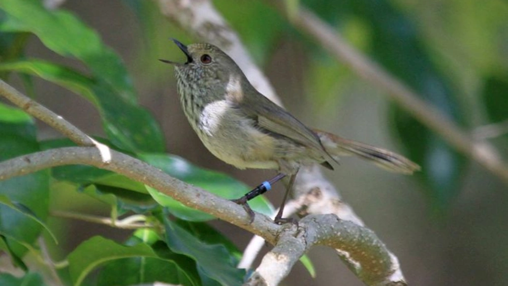 How to Mimic Bird Calls: Expert Tips to Sound Like a Pro