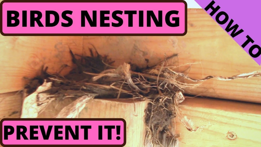 How to Prevent Birds from Building Nest on Porch: Effective Tips