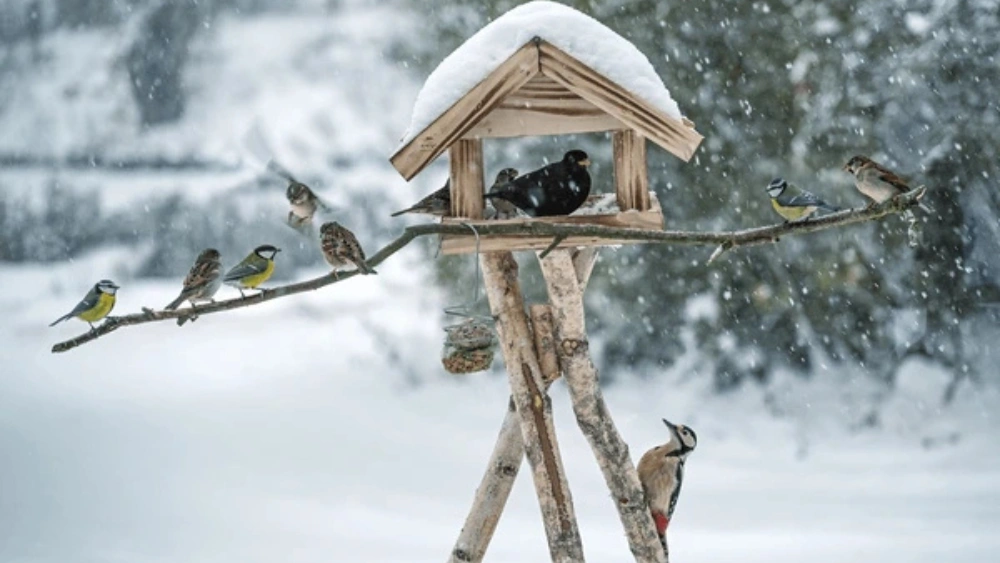 How to Make Winter Habitat for Wild Birds: Easy Steps to Help Nature