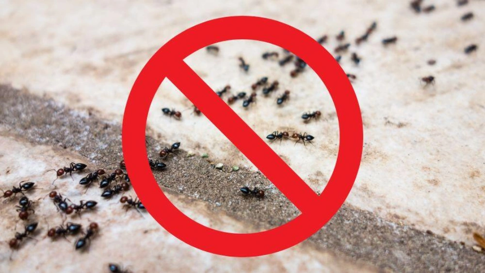How to Keep Ants Away from Bird Cage: Simple Effective Tips