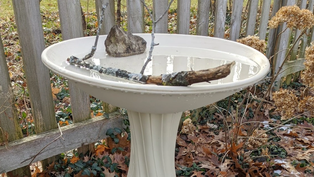 How High Should a Bird Bath Be off the Ground: Expert Tips